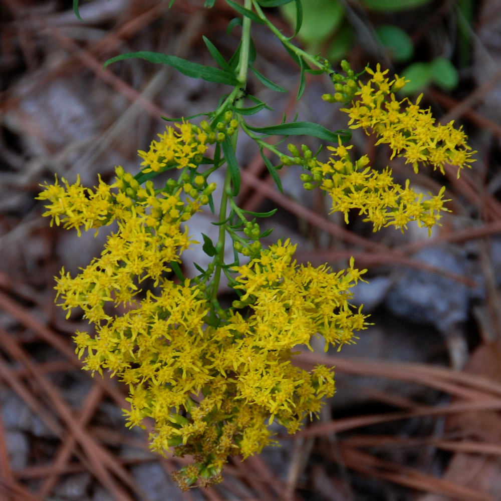 Pineywoods goldenrod, Solidago pinetorum