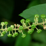 Pokeweed, Phytolacca americana