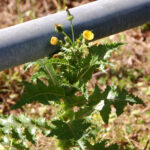 Prickly Sow-thistle, Sonchus asper