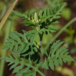 Ragweed, Ambrosia artemisiifolia