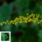 Rough-leaf goldenrod, Solidago rugosa