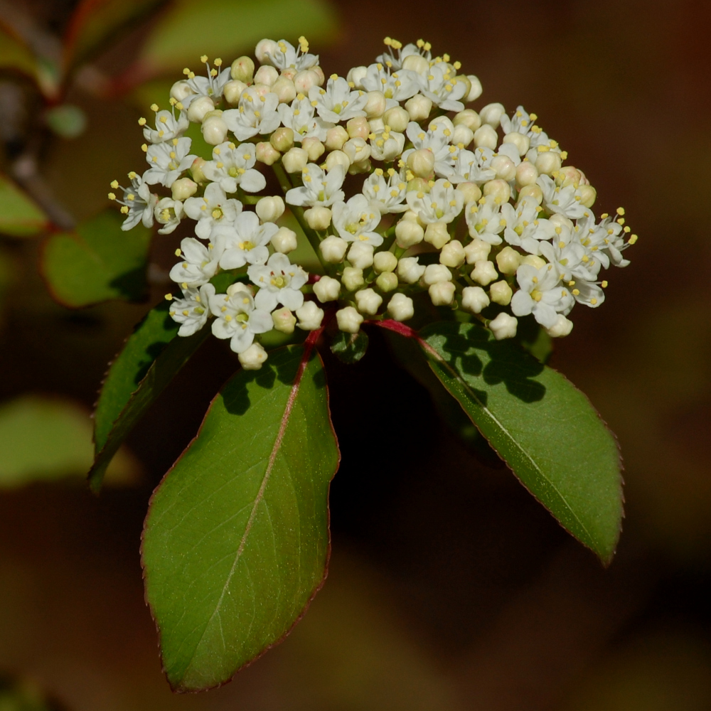 Rusty blackhaw, Viburnum rufidulum