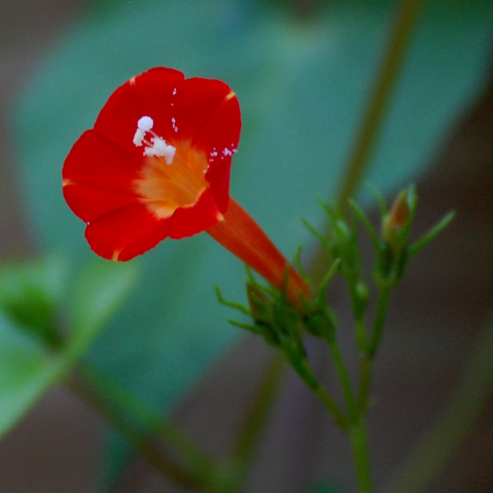 Scarlet creeper, Ipomoea coccinea