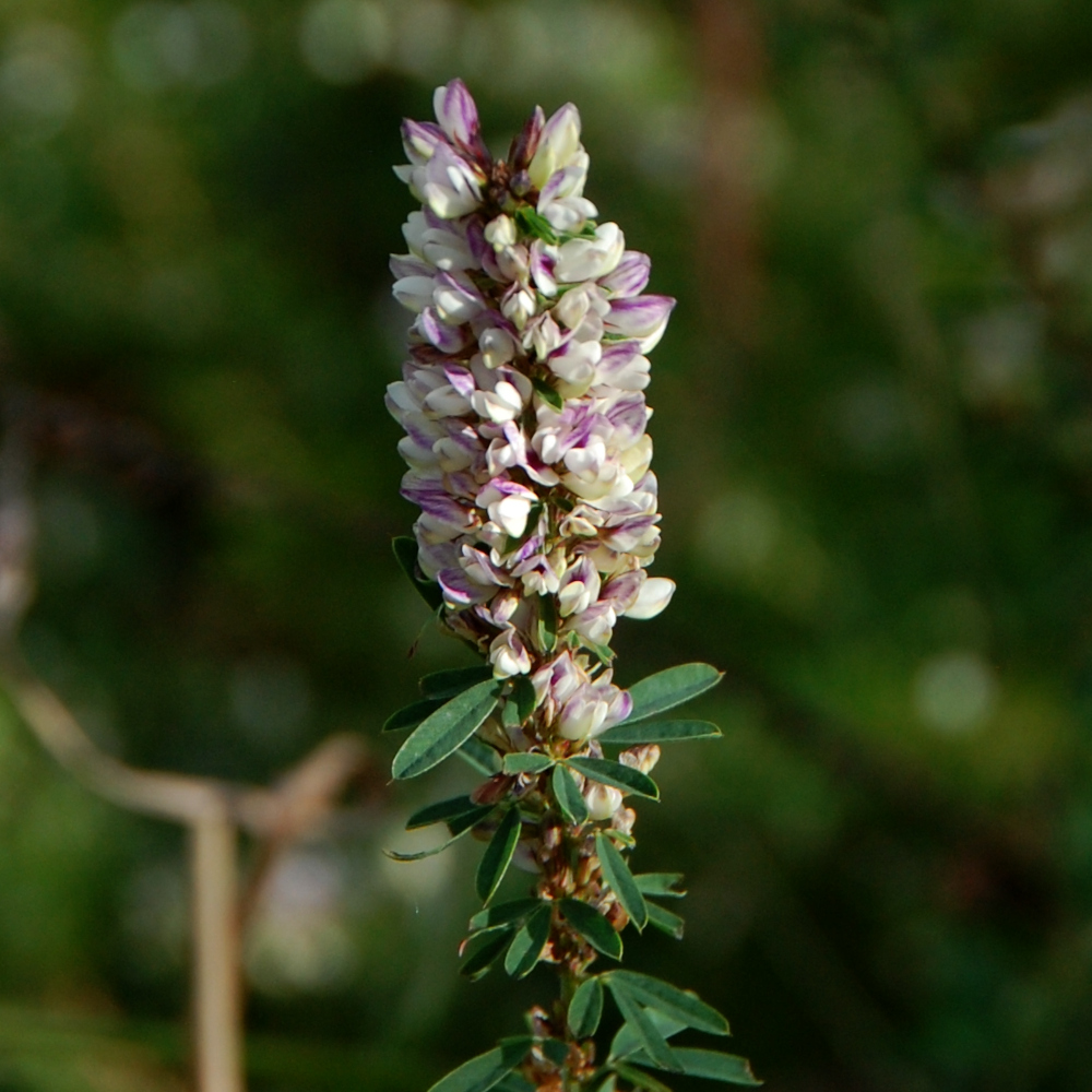 Sericea lespedeza, Lespedeza cuneata