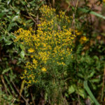 Slender goldentop, Euthamia caroliniana