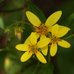 Small-headed sunflower, Helianthus microcephalus