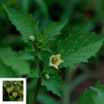 Smooth ground-cherry, Physalis angulata