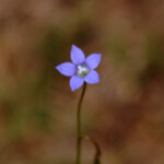 Southern rockbell, Wahlenbergia marginata