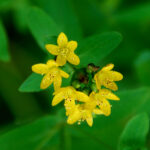 Spotted St. John's-wort, Hypericum punctatum