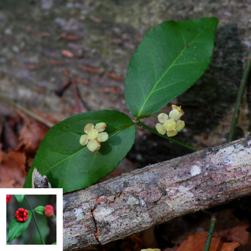 Strawberry bush, Euonymus americanus