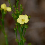 Texas yellow flax, Linum curtissii