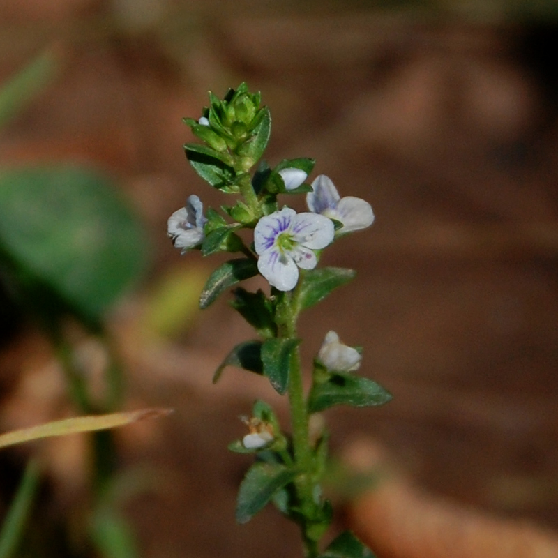 Thymeleaf speedwell, Veronica serpyllifolia