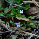 Tiny bluet, Houstonia pusilla and southern bluet, Houstonia micrantha