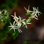 Toothed white-topped aster, Sericocarpus asteroides