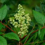 Winged Sumac, Rhus copallinum