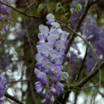 Wisteria, Wisteria sinensis