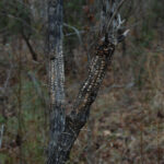 Shallow holes in tree from yellow-bellied sapsucker, Sphyrapicus varius