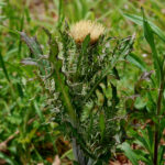 Yellow Thistle, Cirsium horridulum