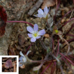 Round-lobed hepatica, Hepatica americana