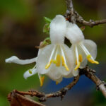 Winter honeysuckle, Lonicera fragrantissima