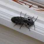 Eastern Eyed Click Beetle, Alaus oculatus