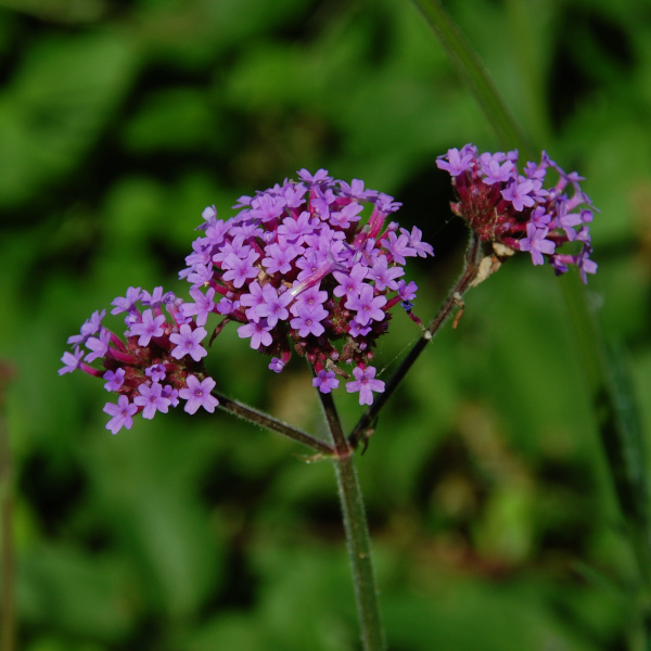Purpletop vervain, Verbena bonariensis