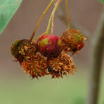 Cedar-quince rust, Gymnosporangium clavipes on serviceberry