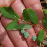 Deerberry fruit, Vaccinium stamineum