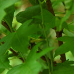 Green tree frog, Hyla cinerea
