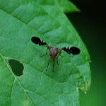 Picture-winged fly, Delphinia picta