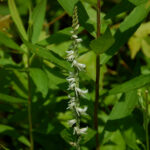 Spring Ladies'-tresses, Spiranthes vernalis