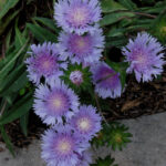Stokes aster, Stokesia laevis