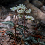 Striped wintergreen, Chimaphila maculata