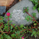 Broadleaf pink purslane, Portulaca amilis