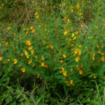 Common partridge pea, Chamaecrista fasciculata