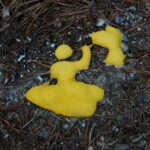 Dog vomit slime mold, Fuligo septica