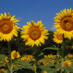 Sunflowers at Dix Park, Helianthus annuus