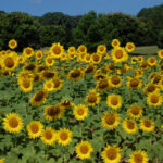 Sunflowers at Dix Park, Helianthus annuus