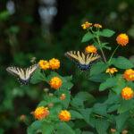 Two female eastern tiger swallowtail butterflies, Papilio glaucus, on lantana, Lantana camara.