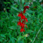 Cardinal flower, Lobelia cardinalis