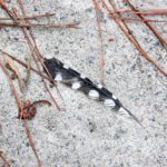 Downy woodpecker feather, Picoides pubescens
