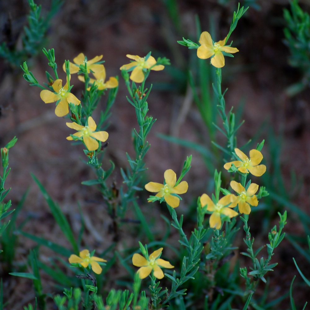 Drummond's St. John's-wort, Hypericum drummondii
