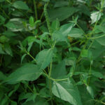 Giant ragweed, Ambrosia trifida var. trifida
