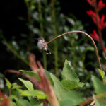 Hummingbird, Archilochus colubris