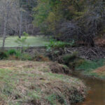 Beaver dam at Bond Park in Cary, NC