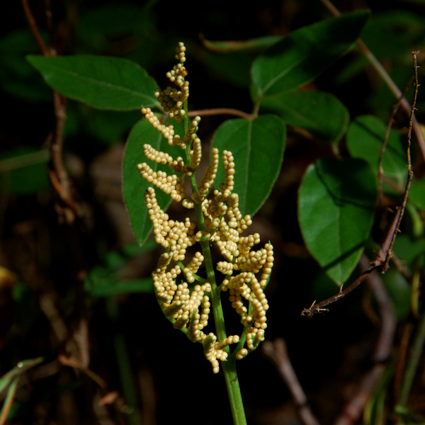 Cutleaf grape fern, Botrychium dissectum