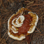 Ganoderma sessile mushroom