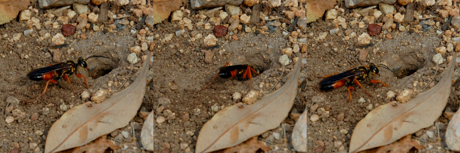 Great golden digger wasp, Sphex ichneumoneus