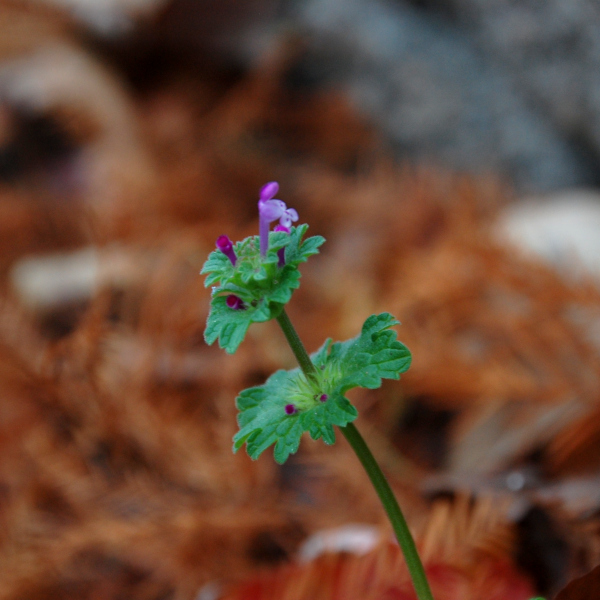 Henbit, Lamium amplexicaule