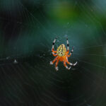 Male marbled orb-weaver, Araneus marmoreus var. marmoreus
